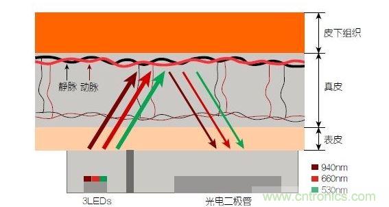 反射光脈搏測量原理。傳感器發(fā)出的光透過皮膚和組織，一部分被吸收，一部分被反射回檢測器。因?yàn)閯?dòng)脈中的血流量隨心臟的每次跳動(dòng)會(huì)有所變化，因此光線被吸收的量以及檢測器收到的信號強(qiáng)度也會(huì)隨之發(fā)生改變。綠光可以在手腕處提供最佳結(jié)果，而紅光和紅外光一般用于手指測量。 8