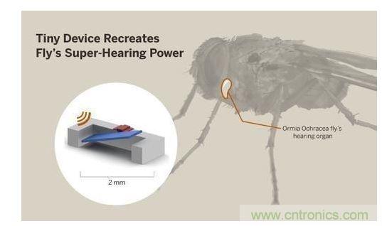 顯示研究人員們經(jīng)由這種寄生蠅的聲音處理機制啟發(fā)，開發(fā)出一款低功耗的麥克風組件。