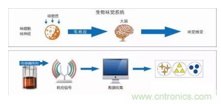 仿生傳感器的定義、原理、分類及應(yīng)用