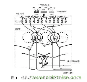 仿生傳感器的定義、原理、分類及應(yīng)用